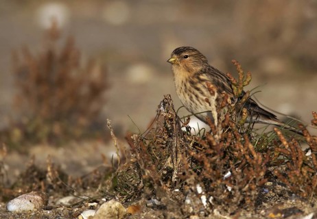 Twite (Linaria flavirostris), Schleswig-Holstein, Germany