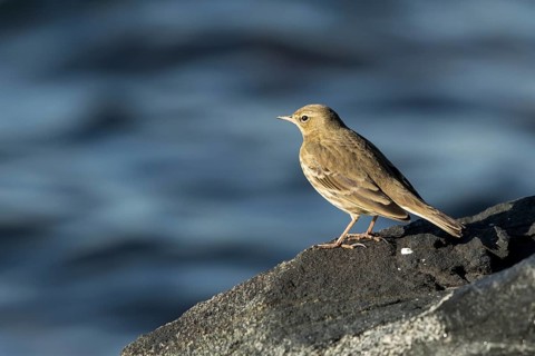 Eurasian Rock Pipit (Anthus petrosus) perched on a rock, Mecklenburg-Western Pomerania, Germany