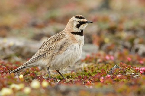Horned Lark (Eremophilia alpestris) perched on the tundra in Nome, Alaska