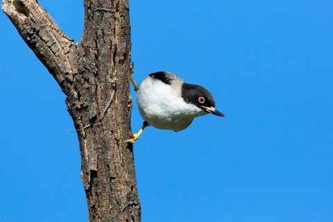 Varied Sittella (Daphoenositta chrysoptera pileata) female, Victoria, Australia