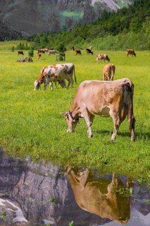 Tyrolean Brown Swiss cattle stand on a green meadow by a puddle and drink. The cows and the