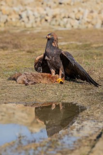 One golden eagle (Aquila chrysaetos) sitting in bright sunlight on a wet meadow, feeding on a dead