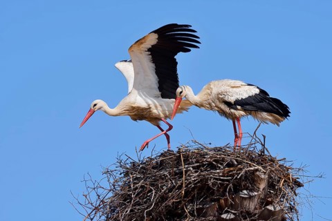 White stork (Ciconia ciconia), pair on the nest, Algarve, Portugal