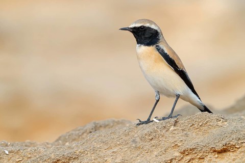 Desert Wheatear, (Oenanthe deserti), Animals, Birds, Flycatcher family, Middle East, Khawr Rawri,