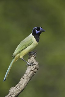 Inca Jay (Cyanocorax luxuosus), Texas, USA