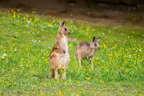 Eastern Gray Kangaroo (Macropus giganteus) youngster sitting on a meadow, captive, Germany