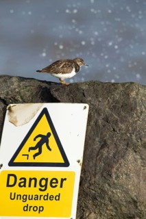 Ruddy turnstone (Arenaria interpres) adult wading bird in winter plumage on a rock by a warning