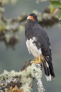 Mountain Caracara (Phalcoboenus megalopterus) perched on a branch in Bolivia, South America