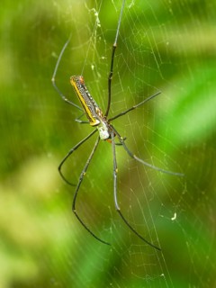 Large spider, silk spider (Nephila Pilipes) in a web, Sulawesi, Indonesia