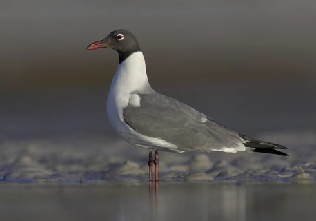 Laughing Gull (Leucophaeus atricilla), Florida, USA