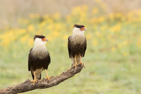 Northern Crested Caracara (Caracara cheriway), Texas, USA