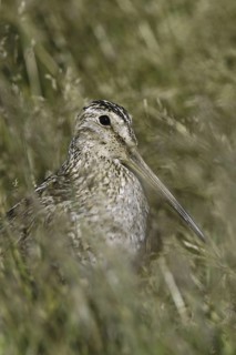 South American Snipe (Gallinago paraguaiae magellanica), Falkland Islands