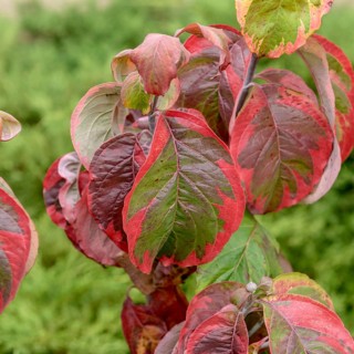 American flowering dogwood (Cornus florida 'Rainbow'), BS Sämann, Germany