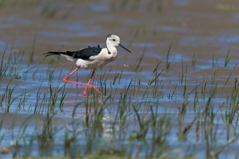 Black-winged Stilt (Himantopus himantopus), Asturias, Spain