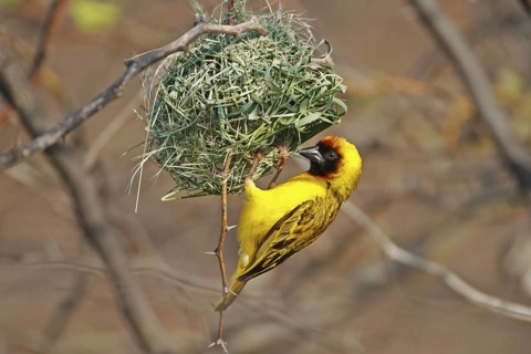 Vitelline Masked Weaver (Ploceus vitellinus) male building nest, Lake Baringo, Kenya