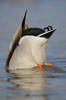 Stockente (Anas platyrhynchos), Mallard, gruendelnder Erpel, Januar, Duisburg-Walsum, Niederrhein,
