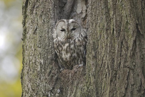 Tawny Owl (Strix aluco), Saxony, Germany
