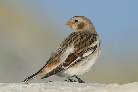 Snow Bunting - Schneeammer - Plectrophenax nivalis ssp. nivalis, Austria, adult male