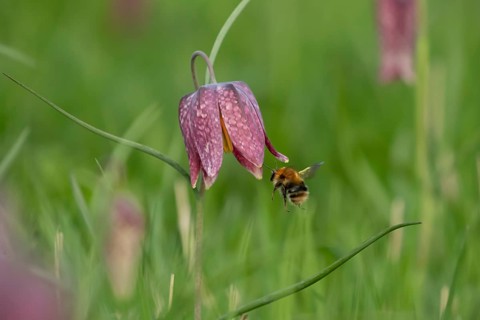 Common carder bumblebee (Bombus pascuorum) adult bee insect flying towards a Snake's head