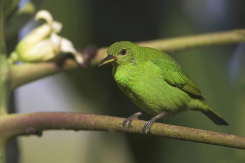 Green Honeycreeper (Chlorophanes spiza) female, Costa Rica