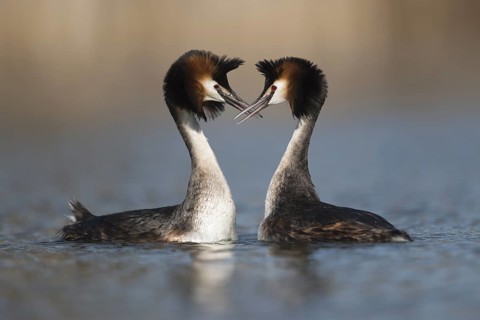 Great Crested Grebe (Podiceps cristatus) pair displaying, North Rhine-Westphalia, Germany