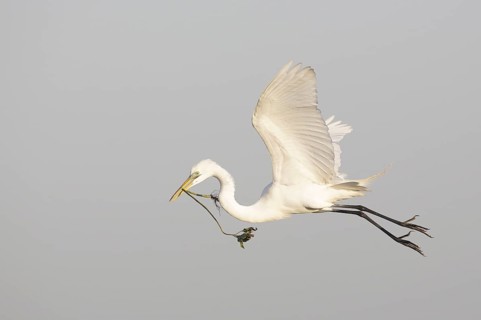 Great Egret (Ardea alba) flying with nesting material, Texas, USA