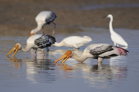 Painted Stork (Mycteria leucocephala), India