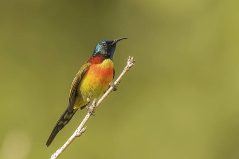 Green-tailed Sunbird (Aethopyga nipalensis) male, Doi Inthanon, Thailand