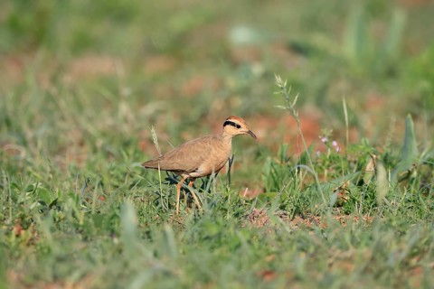 Temminck's Racer (Cursorius temminckii), adult, running, foraging, Mokala National Park, South