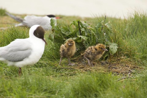 Black-headed Gull (Chroicocephalus ridibundus) juvenile, Lower Saxony, Germany