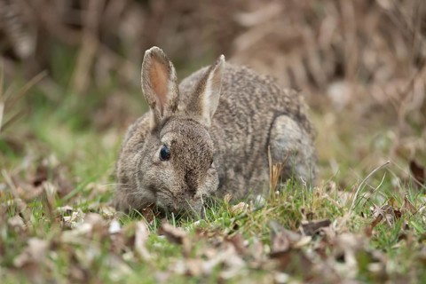 Rabbit (Oryctolagus cuniculus) adult animal eating grass, England, United Kingdom