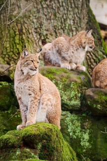 Eurasian lynx (Lynx lynx) sitting on a rock, Bavaria, Germany