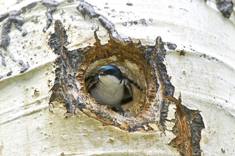 Tree Swallow Tachycineta bicolor east of Beaver, Utah, United States 4 July Adult Male in nest hole