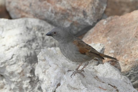 Parrot-billed Sparrow (Passer gongonensis), Samburu, Kenya