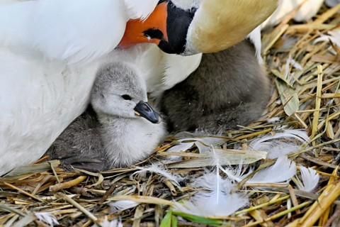 Mute swan (Cygnus olor), female with newly hatched chicks sitting on nest, Cham, Lake Zug, Canton