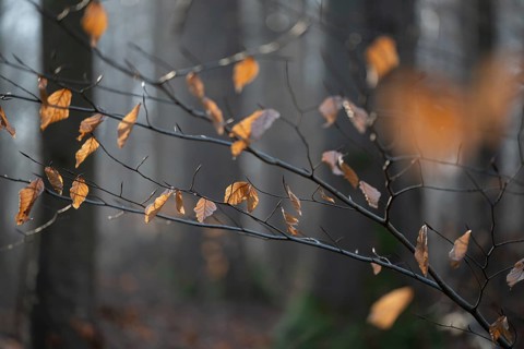 European beech (Fagus sylvatica), discoloured leaves and branches, shallow depth of field, Hainich
