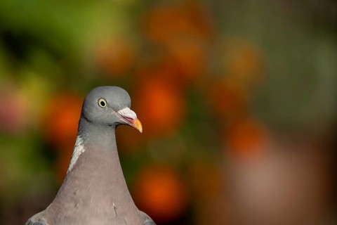 Wood pigeon (Columba palumbus) adult bird head portrait, Suffolk, England, United Kingdom