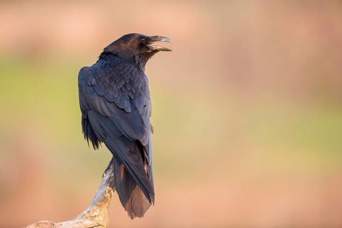 Northern Raven (Corvus corax) perched on an old branch, Romania