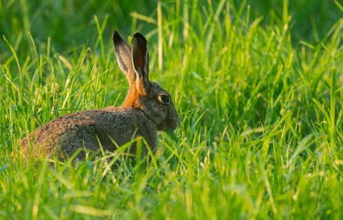 European hare (Lepus europaeus) sitting in a green meadow, wildlife, Lower Saxony, Germany