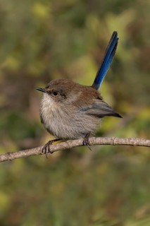 Superb Fairywren (Malurus cyaneus) female perched on a branch, Australia