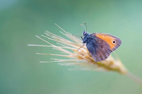 Small heath, Coenonympha pamphilus, Small Heath, Muselievo, ????????? / Muselievo, ?????? / Pleven,