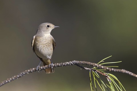 Common Redstart (Phoenicurus phoenicurus) female, Portugal