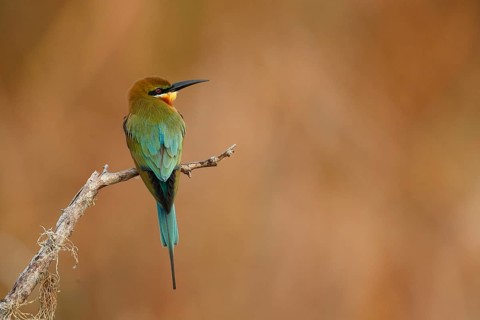 Blue-tailed Bee-eater (Merops philippinus), Sri Lanka