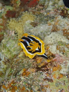 African star snail (Chromodoris africana)