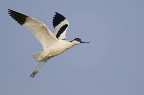 Pied Avocet (Recurvirostra avosetta) flying, Texel, Netherlands