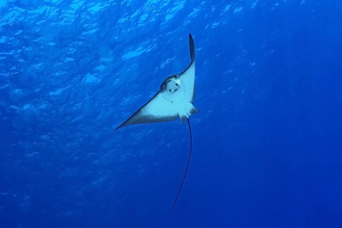 A graceful spotted eagle ray glides effortlessly through the crystal-clear waters of the Maldives,