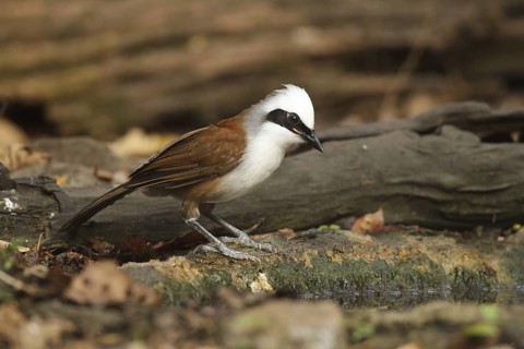 White-crested Laughingthrush (Garrulax leucolophus), Kaeng Krachan, Thailand