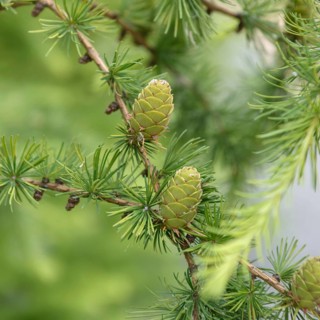 European larch (Larix decidua), viewing garden University of Applied Sciences W, Germany