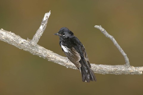 Painted Redstart Myioborus pictus Chiricahua Mountains, Cochise County, ARIZONA, United States 4