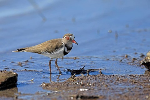 Little Ringed Plover (Charadrius tricollarius), adult, in the water, in the mud, foraging, Mountain